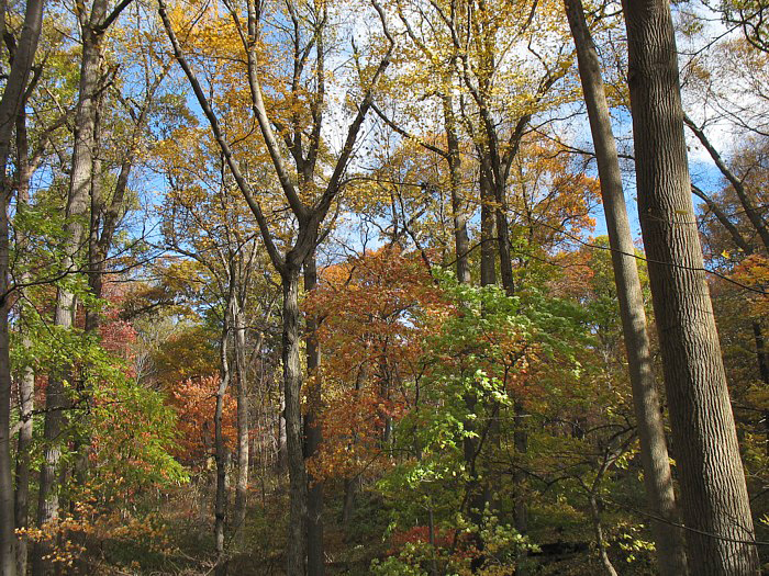 Color change in the Big Woods