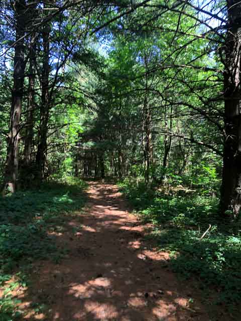 white pines, beech and maples shade the trail